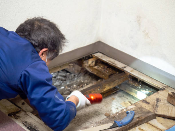 Best Residential Mold Remediation in Byrnes Mill, MO