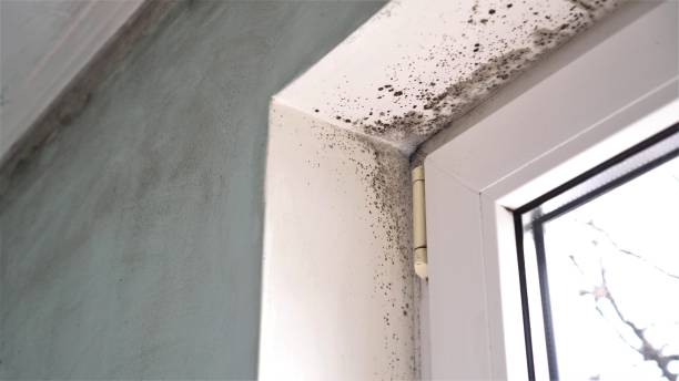 Best Mold Remediation for Specific Building Types in Byrnes Mill, MO