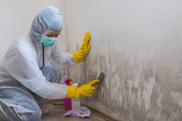 Best Residential Mold Remediation in Byrnes Mill, MO