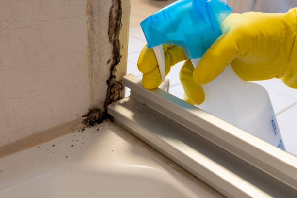 Best Industrial Mold Remediation in Byrnes Mill, MO