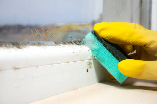 Professional Mold Remediation in Byrnes Mill, MO