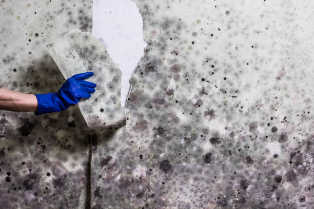 Best Insurance-Related Mold Remediation in Byrnes Mill, MO